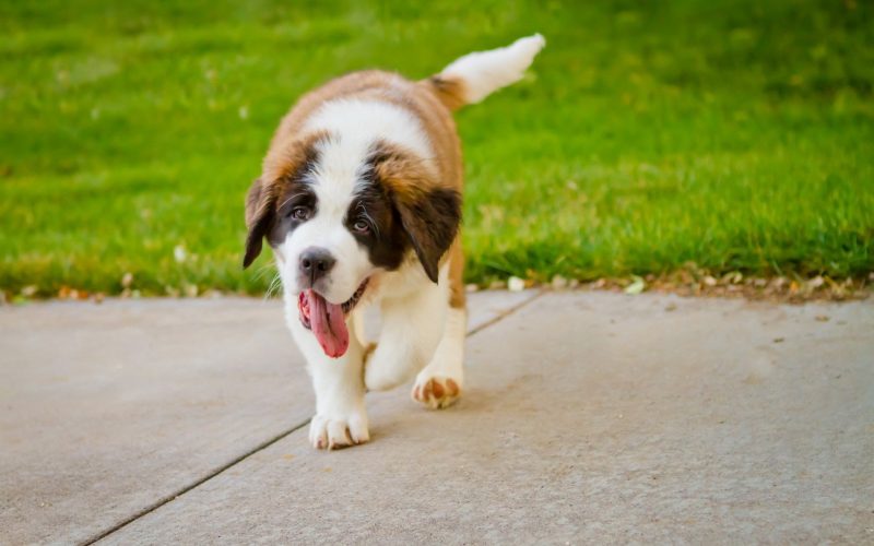 Собака на прогулке