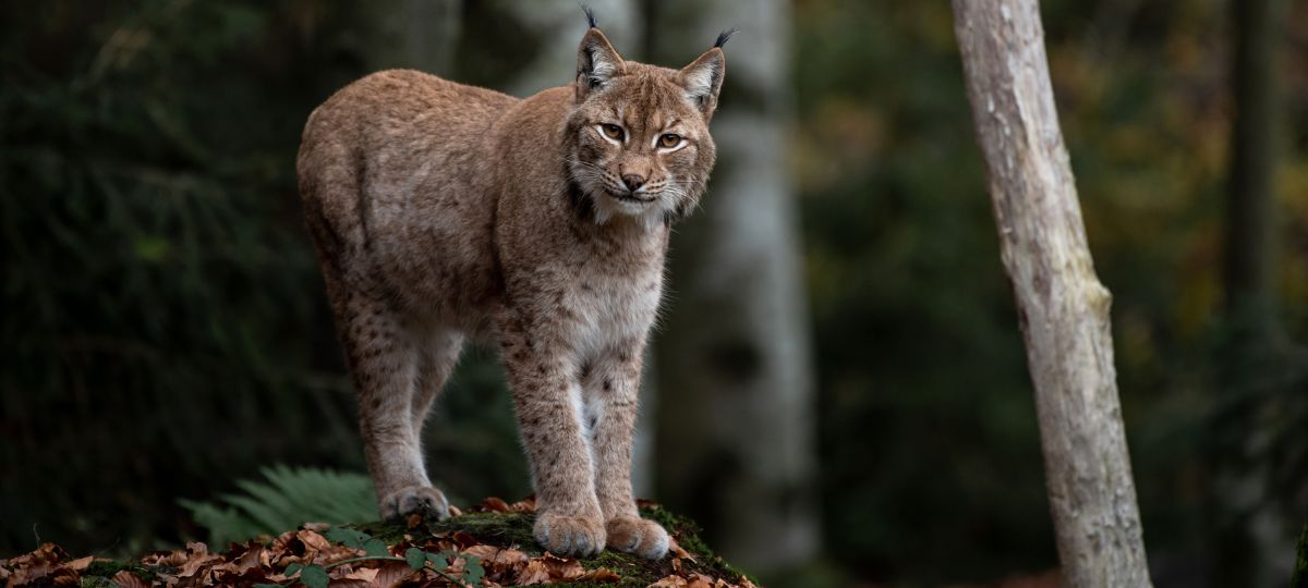 дзікая рысь у лесе