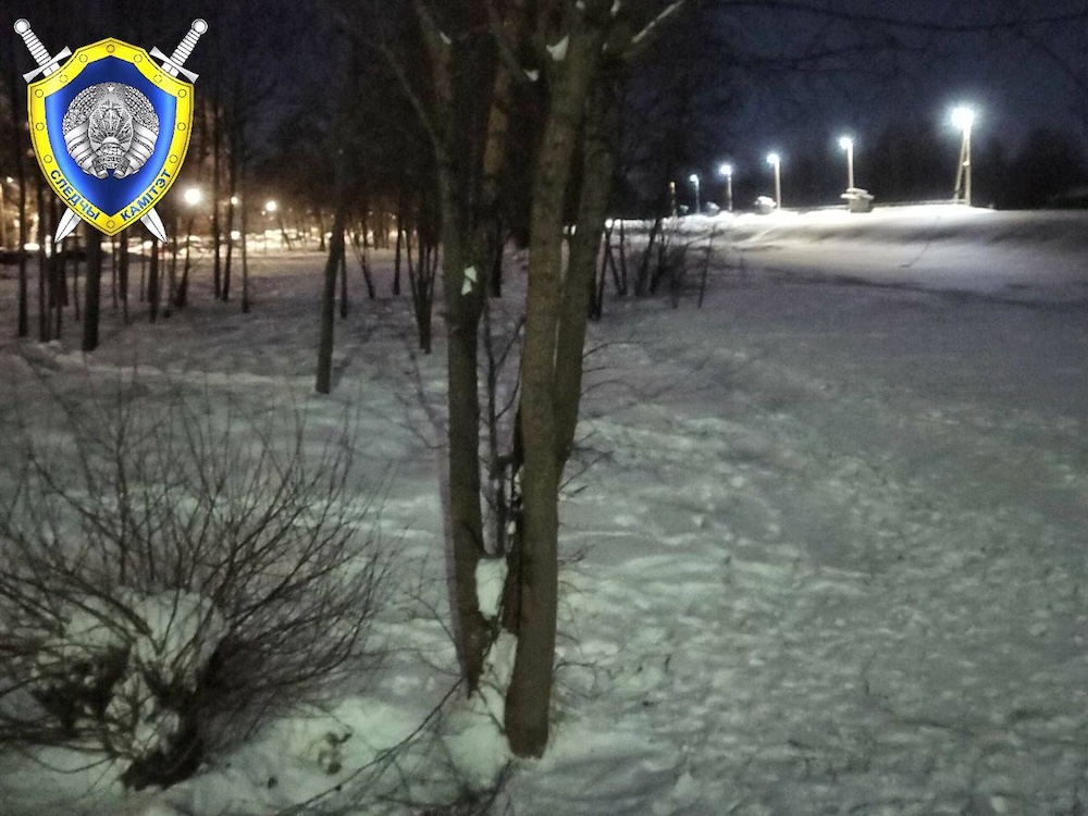 Дерево, в которое врезался мальчик на тюбинге в Полоцке.