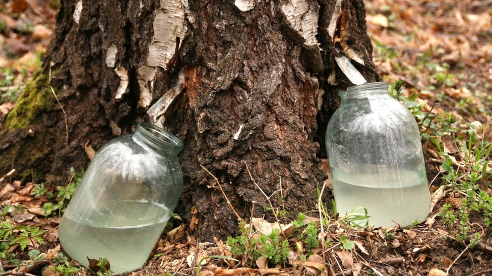 березовый сок