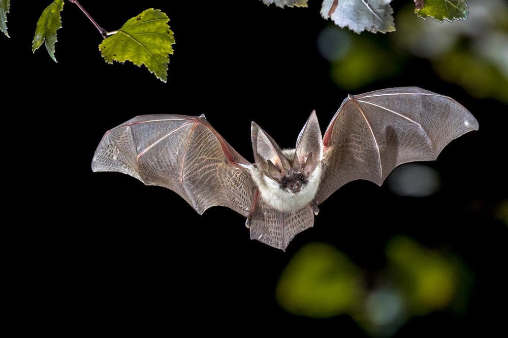 Летучая мышь.