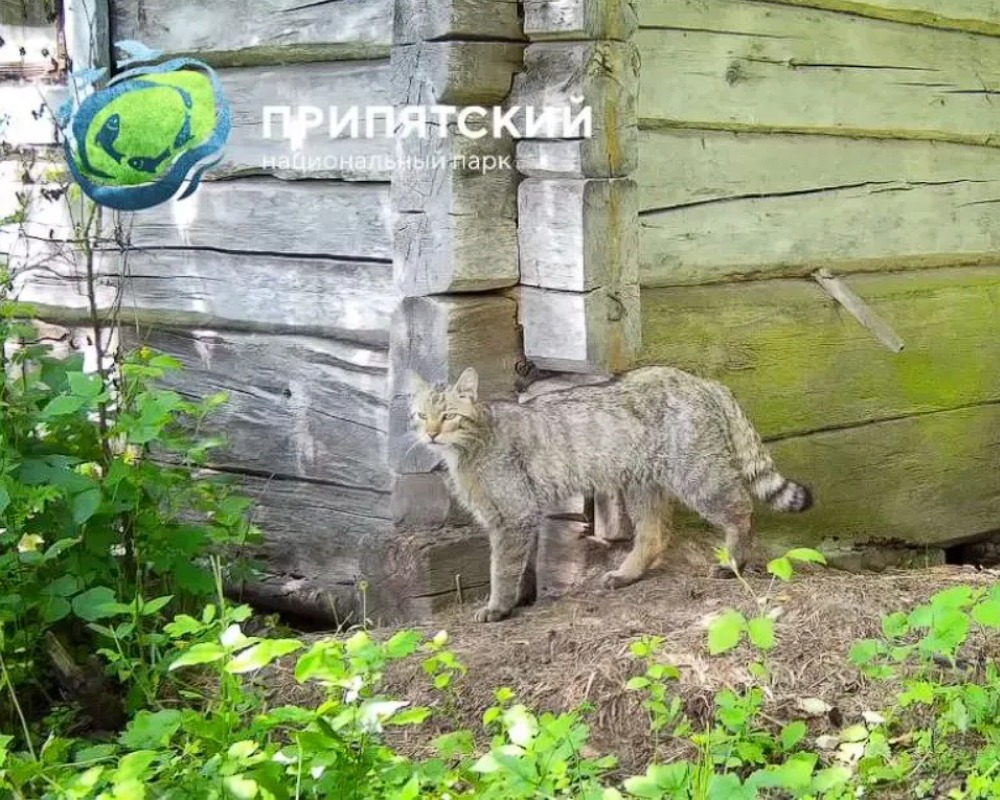 лесной кот в Беларуси