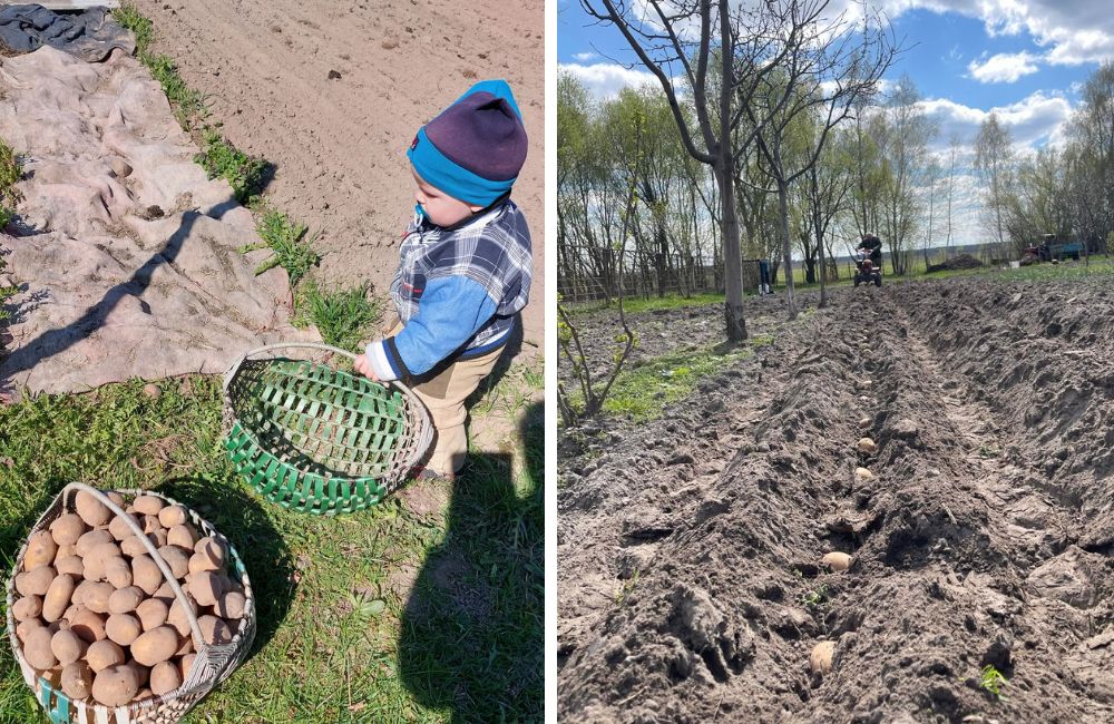 Картошка на Полесье
