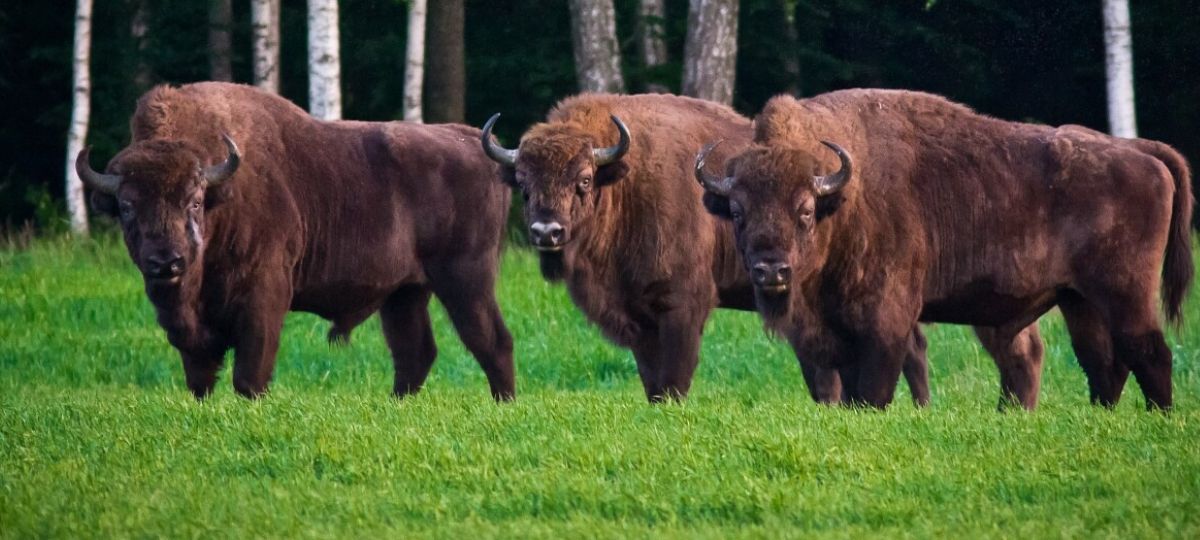 Зубры в Беловежской пуще