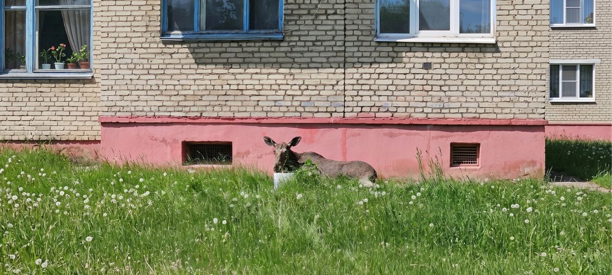 Лосиха в Орше, которую не удалось спасти