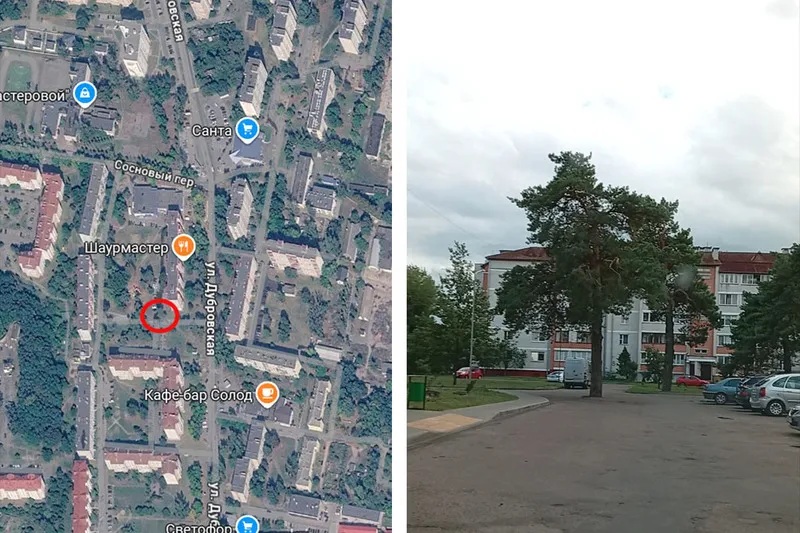 Дерево во дворе дома на Дубровке в Бресте. Фото из телеграм-канала «От борта»