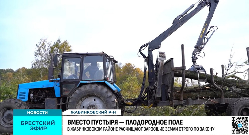 Вырубка деревьев в Жабинковском районе в октябре 2026 года. Скриншот видео ТРК «Брест»